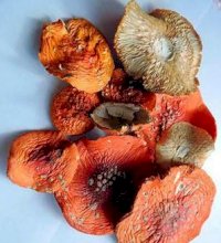 Мухомор Красный, Экстракт х10 (Amanita Muscaria) 