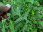 Латук Дикий (Lactuca Virosa)