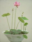 Розовый Лотос, лепестки (Nelumbo Nucifera)